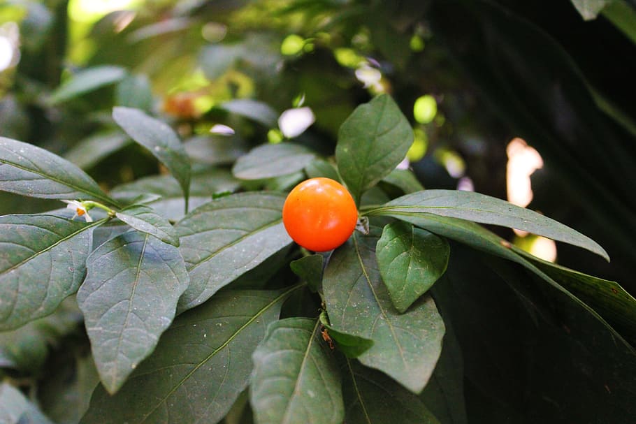 Green apelsin фото