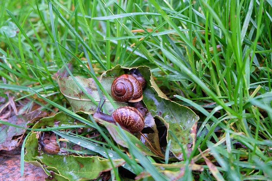 snail, grass, slug, nature, snails, slugs, closeup, animal themes HD wallpaper