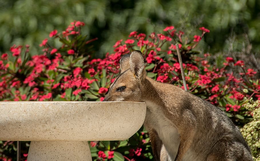 wallaby, rednecked wallaby, female, drinking, hot, australia, HD wallpaper