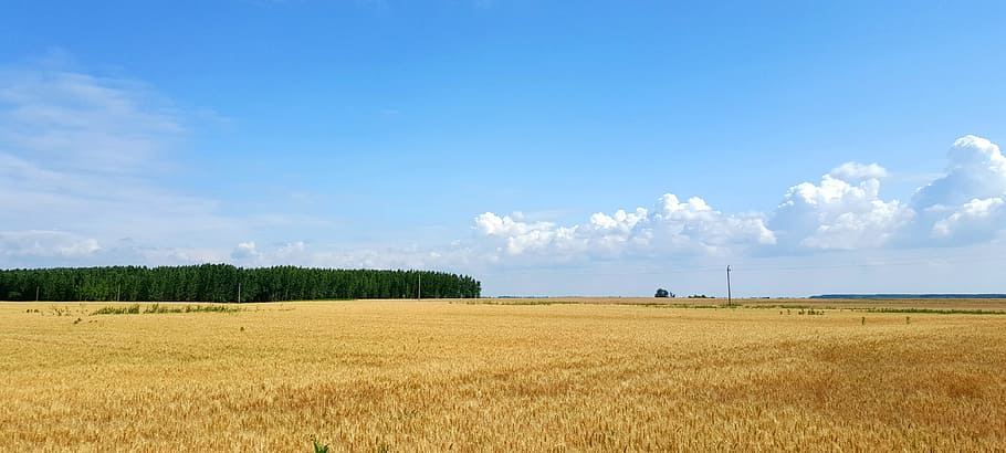 lawn field during daytime, hungary, wheat, landscape, wheatfield HD wallpaper