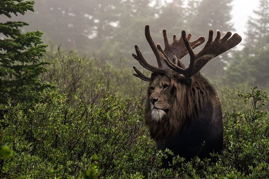 lion with moose antlers in the forest, force, nature, river HD wallpaper