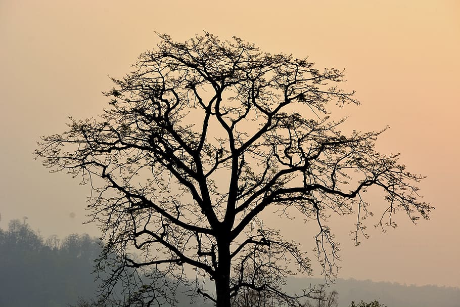 tree, branches, plant, nature, foggy, landscape, outdoor, sky HD wallpaper