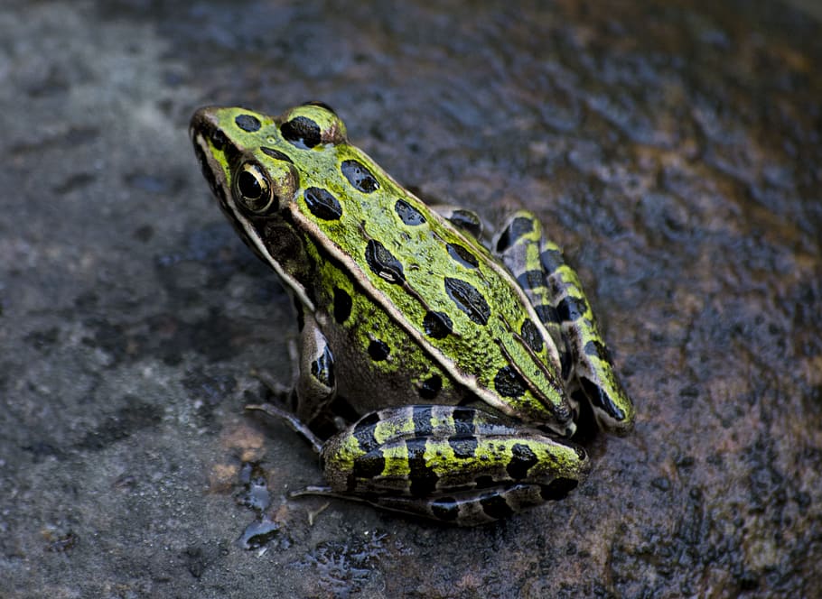 Green and Black Frog Photography, amphibian, animal, close-up