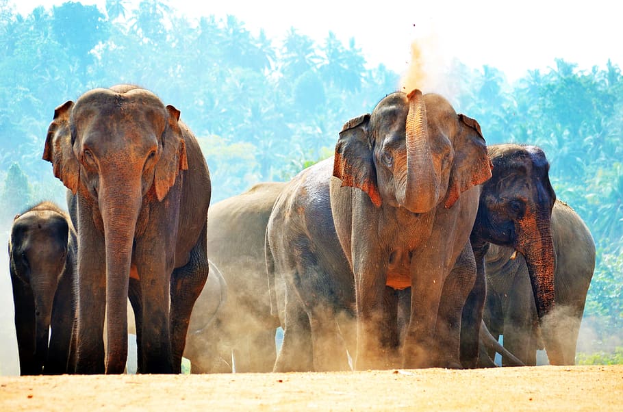 group of elephants marching on sand, sun bath, playing with sand