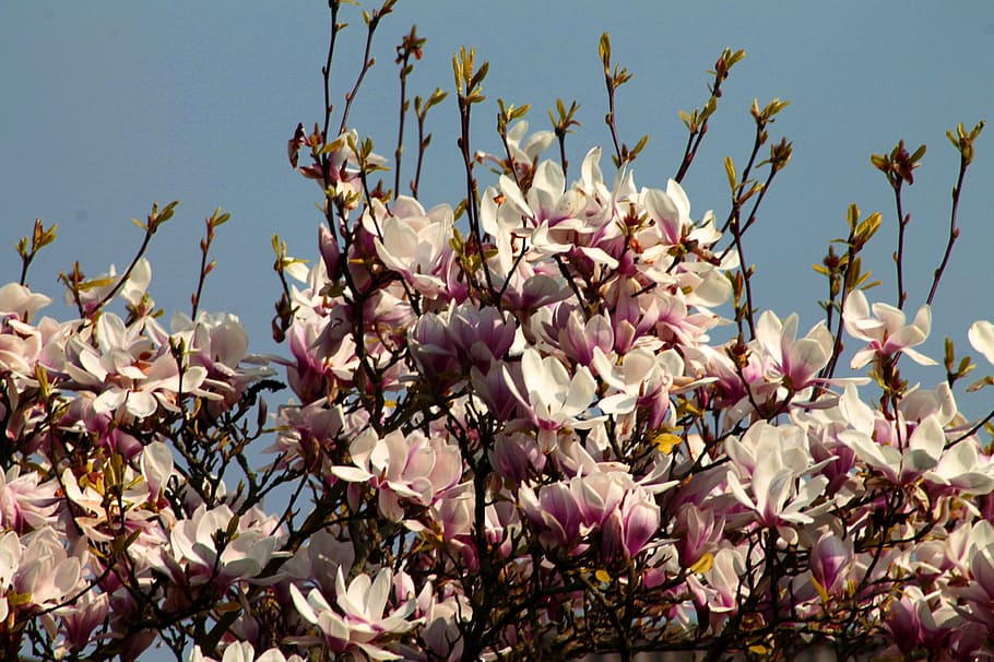 cherry blossoms, spring, bloom, pink, nature, tree, pink Color HD wallpaper