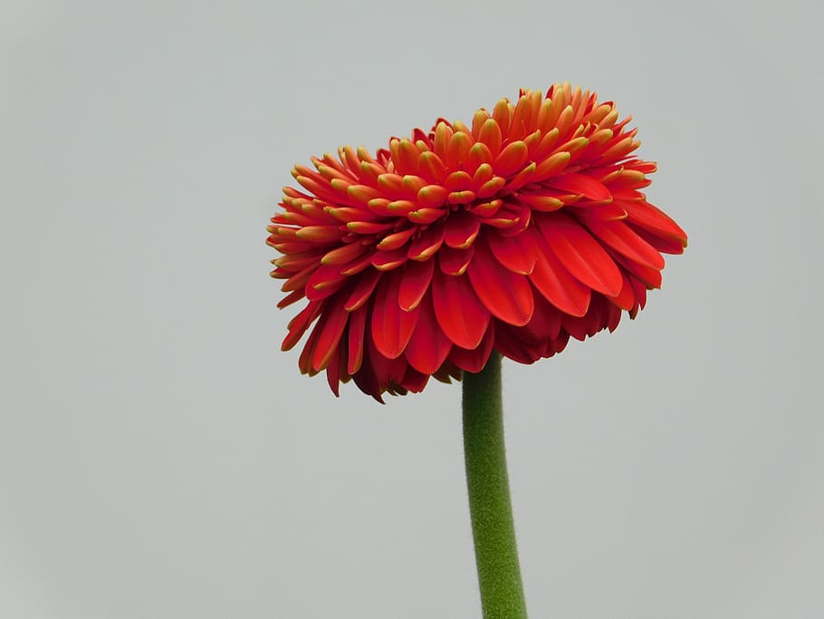 flower, macro, gerbera, red petals, flowering plant, studio shot HD wallpaper