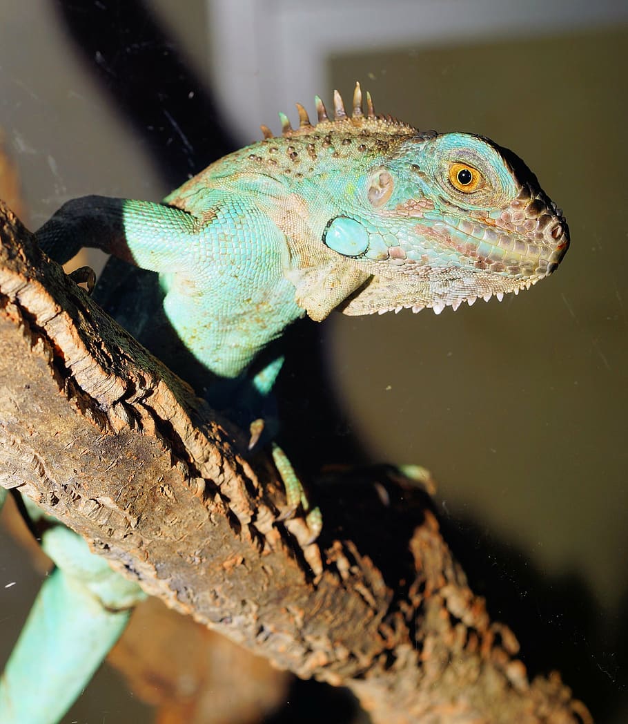 lizard, reptile, animal, insect eater, nature, scale, green HD wallpaper