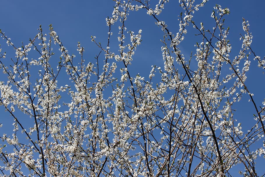 flowers, casey, white, spring, fruit tree, corcodus, sky, low angle view HD wallpaper