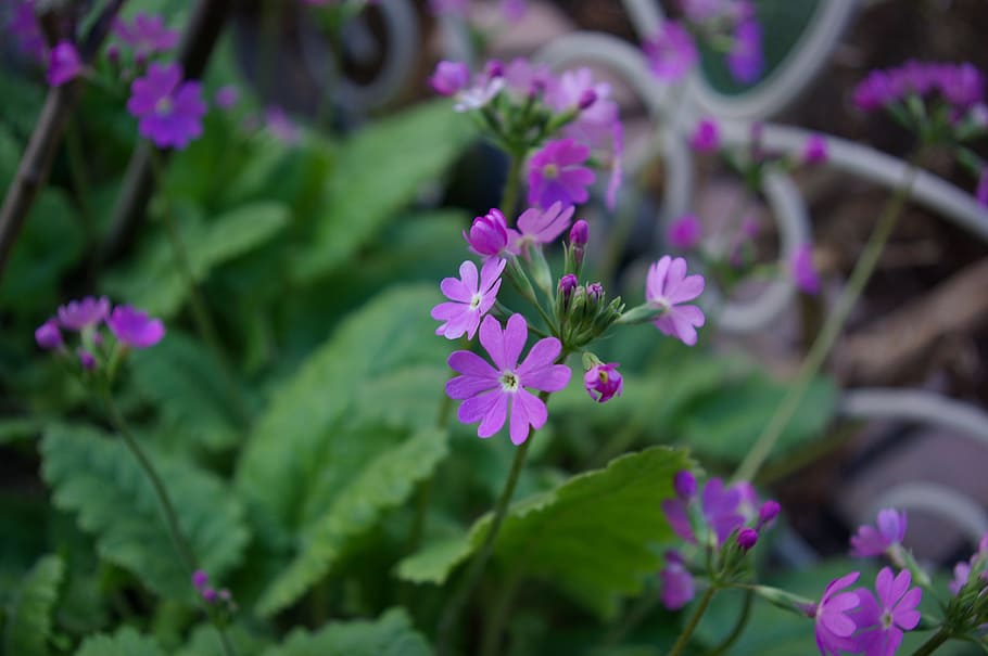 primrose, spring flowers, purple, flowering plant, plant part HD wallpaper
