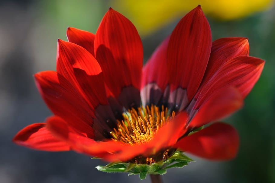 flower, red, macro, petal, flower head, beauty in nature, fragility HD wallpaper