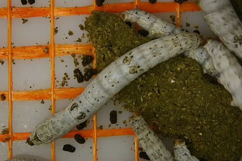 silkworm, cocoon, insect, nature, texture, raw, moth, indoors HD wallpaper