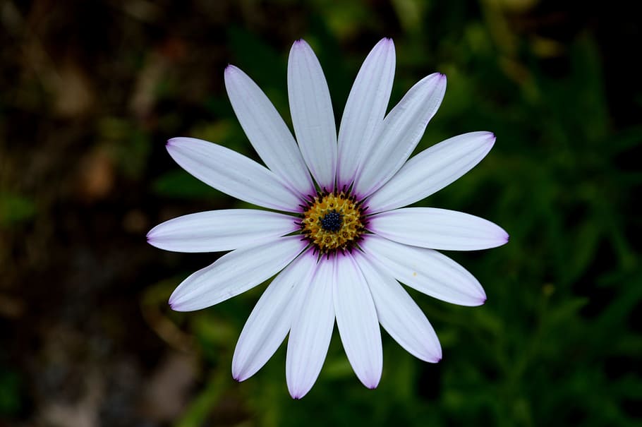 flower, osteospermum, bloom, summer, nature, african daisy HD wallpaper