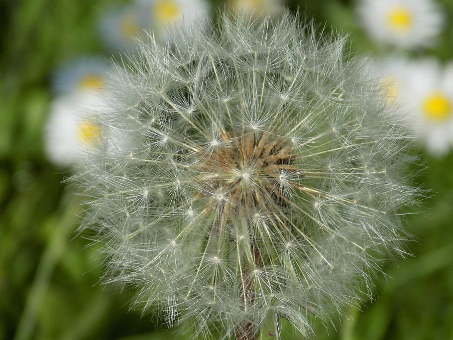 dandelion, seed, full, nature, spring, weed, botany, delicate HD wallpaper