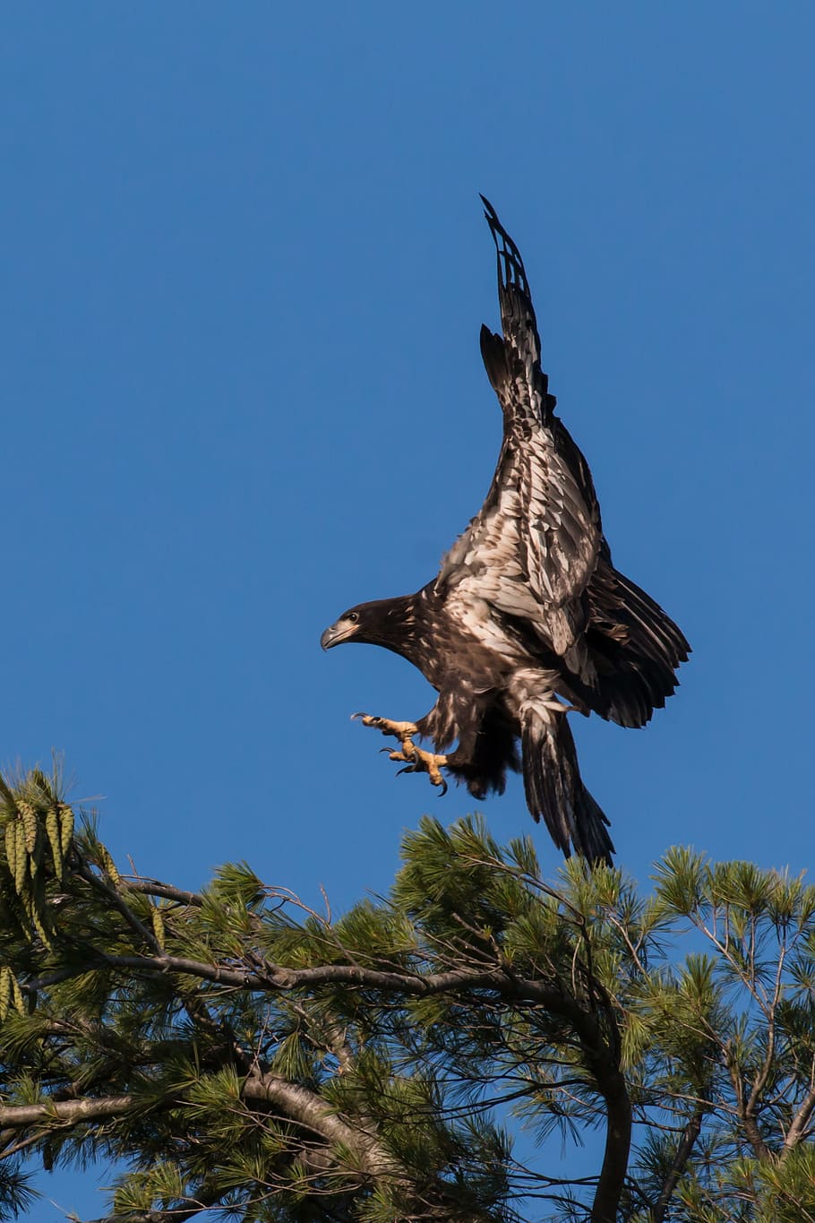 eagle, bird, nature, hawk, predator, wildlife, silhouette, wing HD wallpaper
