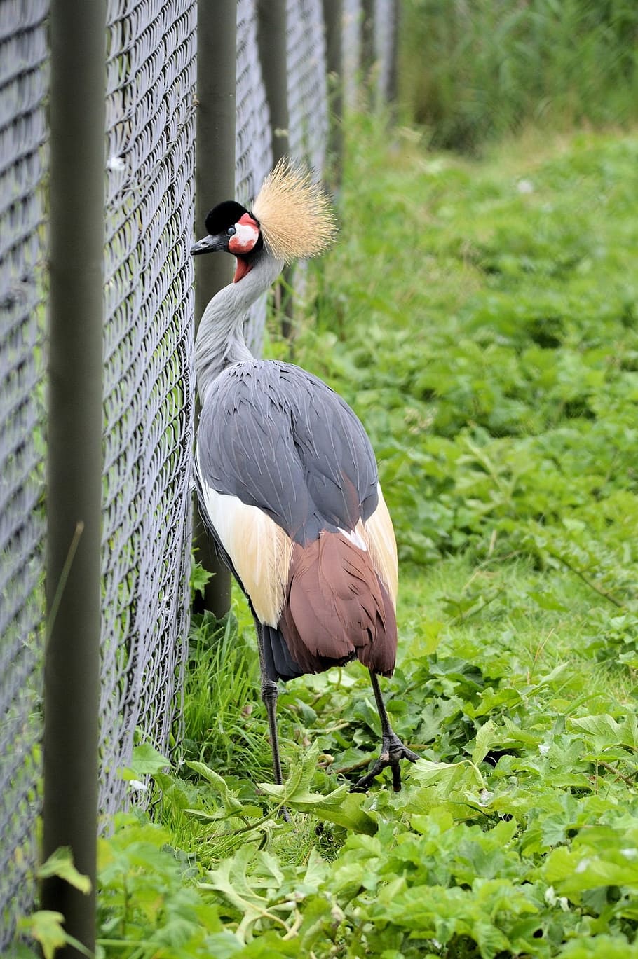 crane, crowned, bird, fly, wings, feather, wildlife, beak, dom HD wallpaper