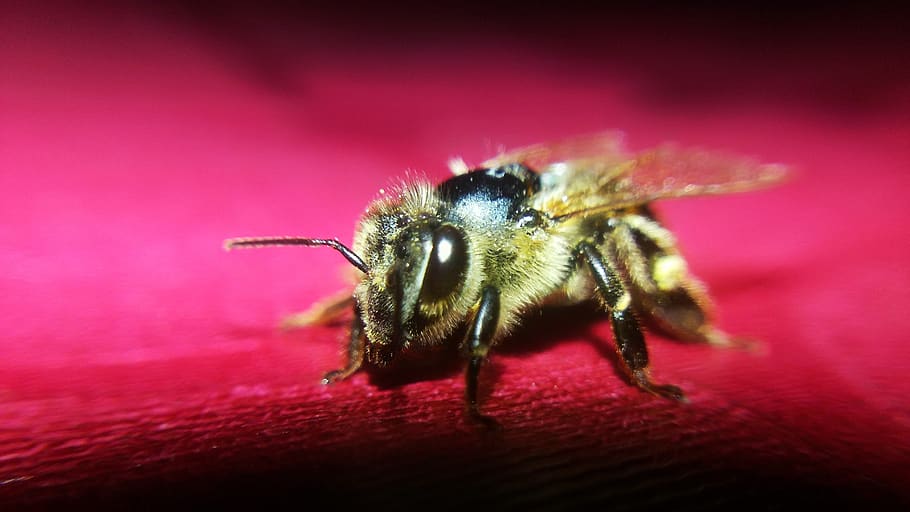 nature, bee, flying, red, invertebrate, insect, animal wildlife HD wallpaper