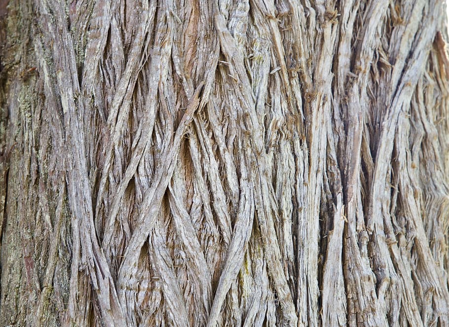 Texture, Bark, Wood, Pattern, Brown, rough, trunk, natural HD wallpaper