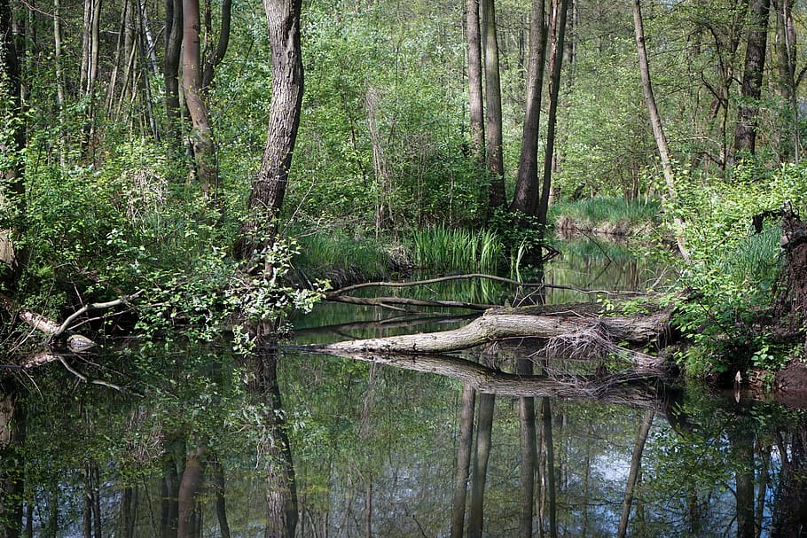 Nature, Forest, Bach, Trees, green, plant, moss, landscape HD wallpaper