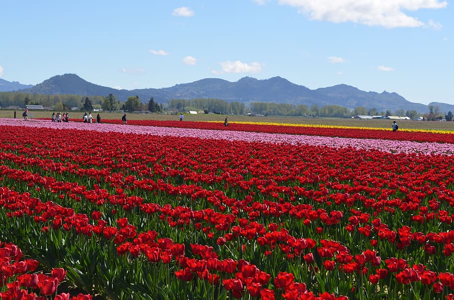 flowers, tulips, spring, nature, floral, season, fresh, mountain HD wallpaper