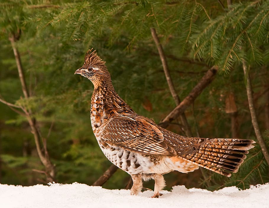 brown and white bird closeup photography, bird standing on snow beside trees HD wallpaper