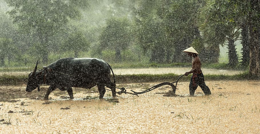 man holding plow pulled by water buffalo during daytime, farmer