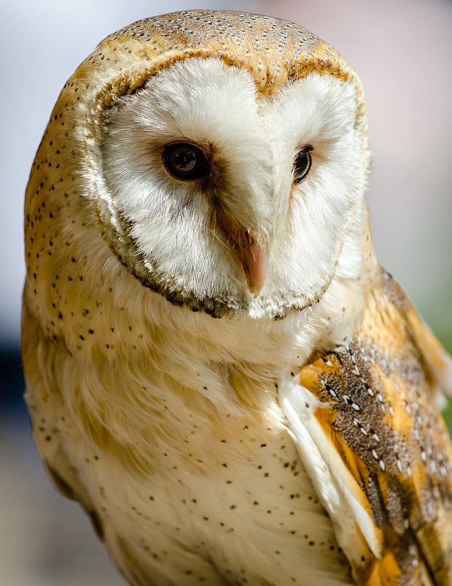 macro shot of white and yellow owl, barn owl, predator, bird, HD wallpaper