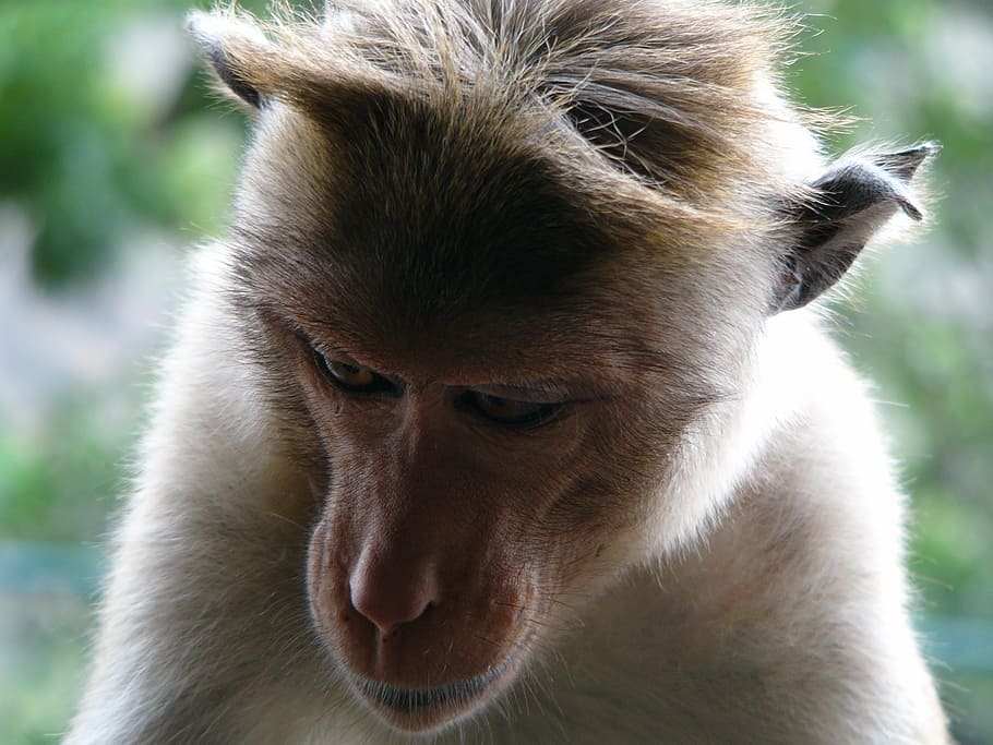 monkey, animal, wild, one animal, mammal, animal wildlife, animals in the wild HD wallpaper