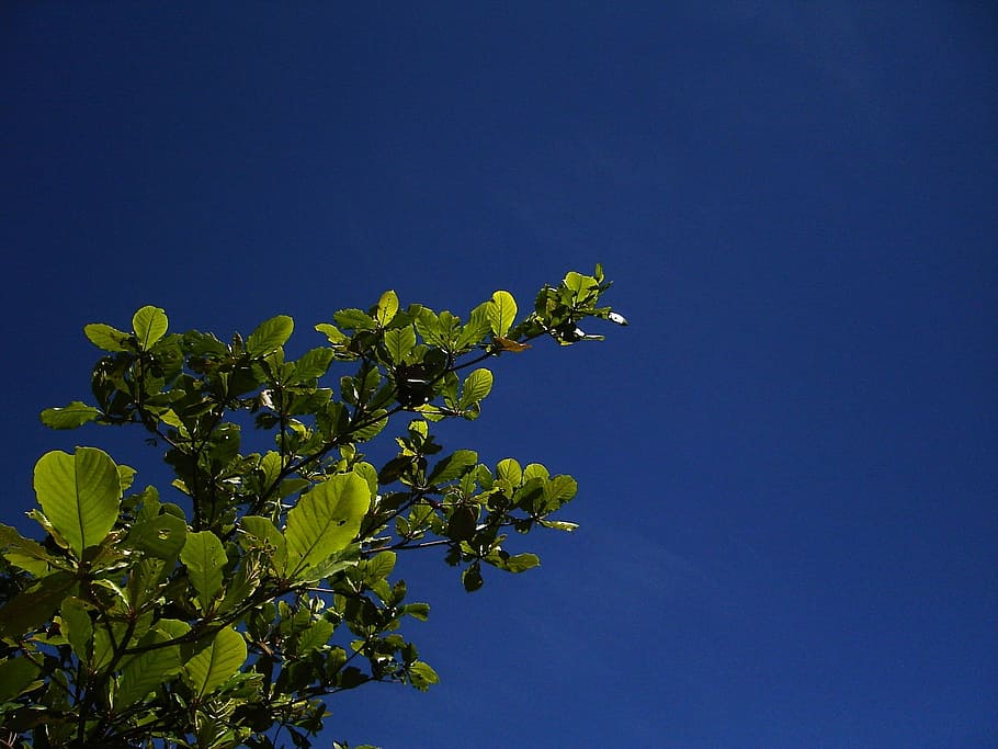 nature, sky, blue, tree, plant, growth, clear sky, beauty in nature HD wallpaper