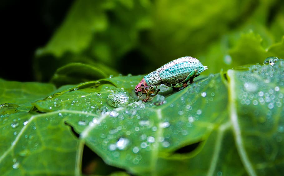 leaf, nature, plant, environment, outdoors, approach, garden HD wallpaper