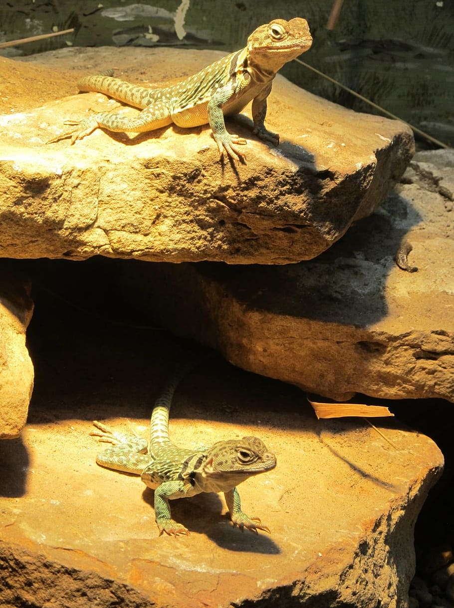 lizards, rocks, looking, reptiles, close up, tropical, indoors HD wallpaper