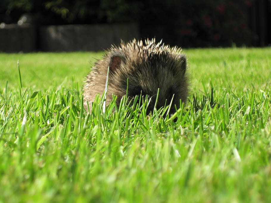 grass, nature, field, meadow, rush, one animal, animal themes HD wallpaper