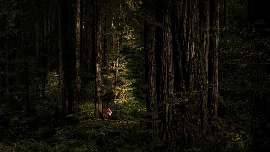 person in woods at daytime, person standing between forest, tree HD wallpaper