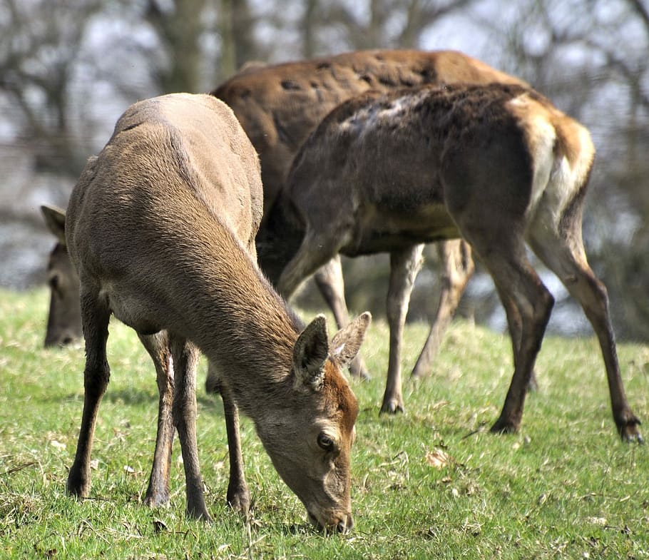 Deer, Animals, Wildlife, animal wildlife, grass, animals in the wild HD wallpaper