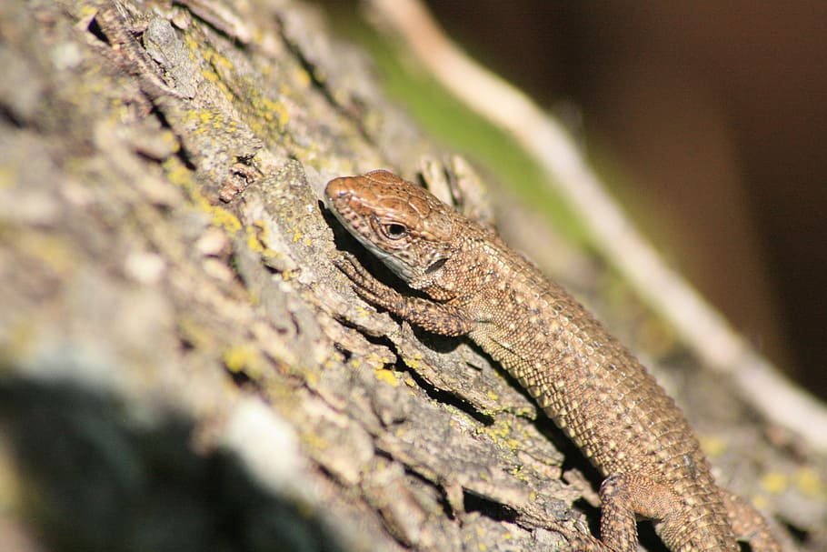 lizard, animal, marron, tree, macro, nature, autumn, earth HD wallpaper