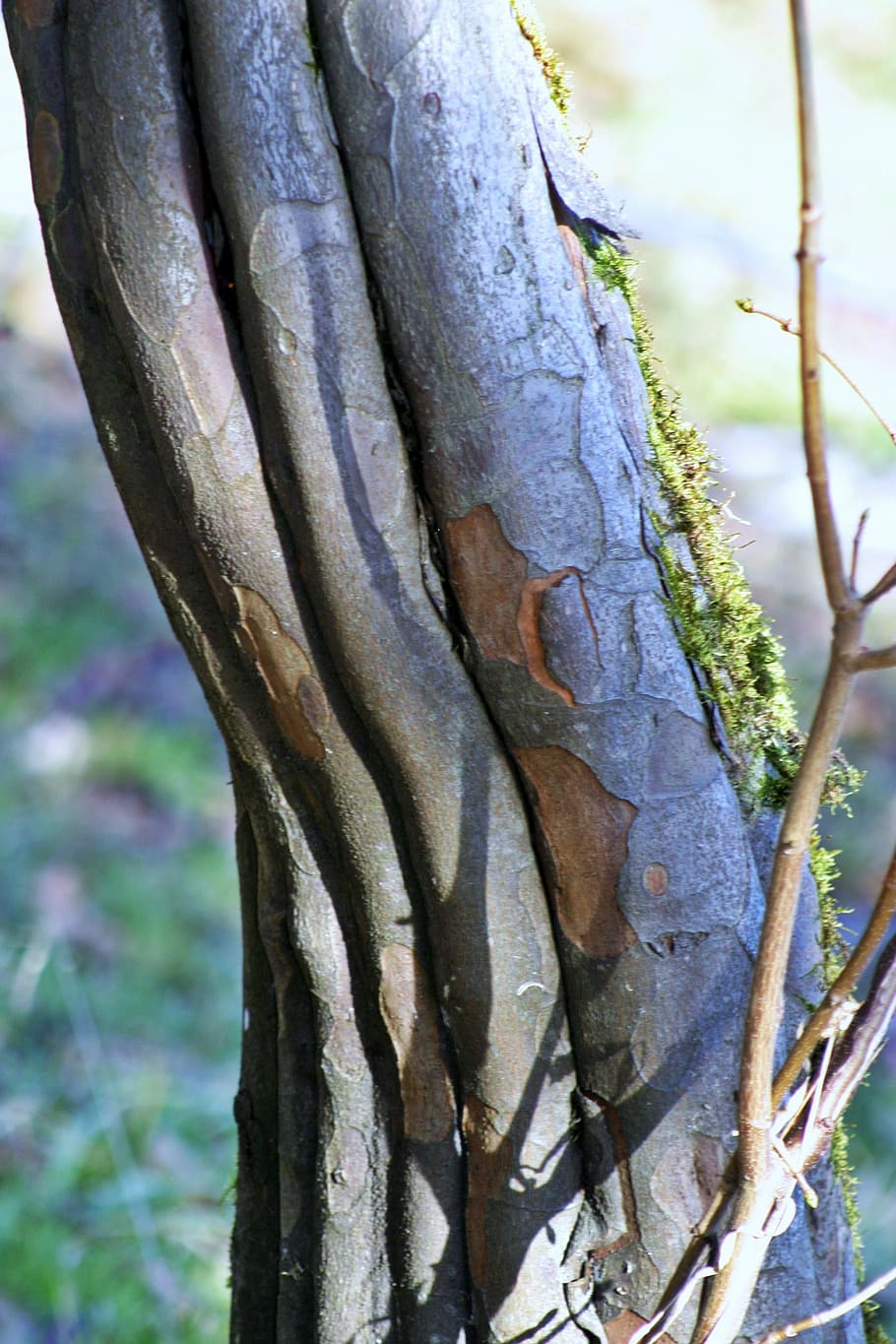 hornbeam, beech, log, tree, forest, nature, branch, tree Trunk HD wallpaper