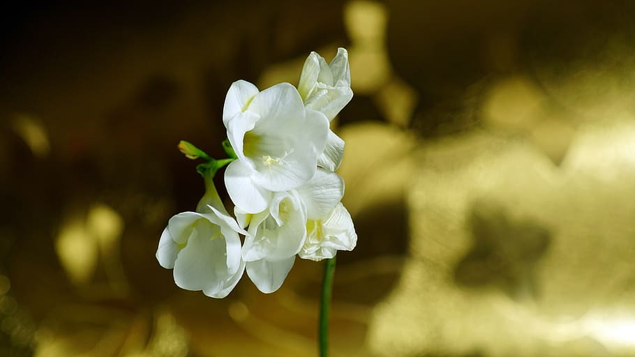 flowers, white, romantic, flowering plant, beauty in nature HD wallpaper