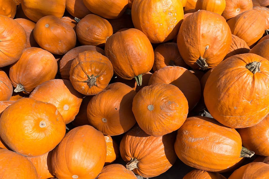 pumpkins, cucurbita, cucurbitaceae, cucurbita maxima, orange HD wallpaper