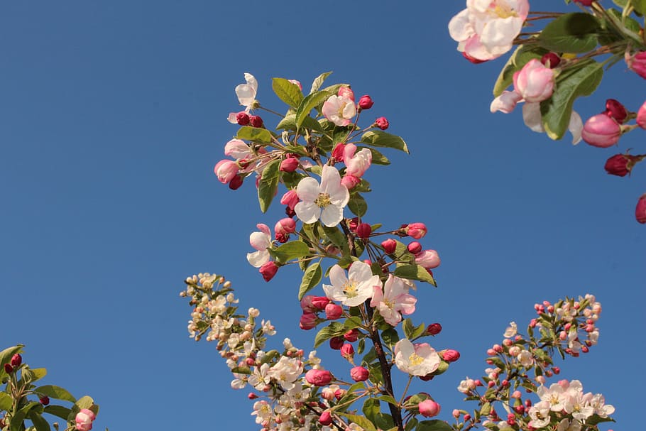 apple blossoms, spring, tree, apple tree, branch, fruit, nature HD wallpaper