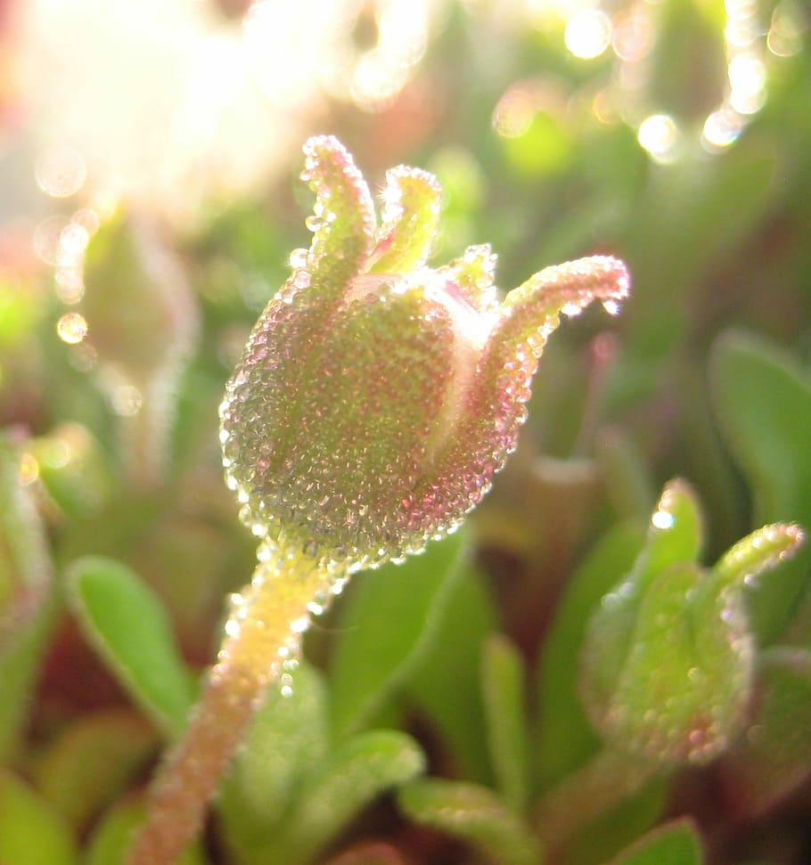 Flower, Close, Light, green, nature, plant, growth, beauty in nature HD wallpaper