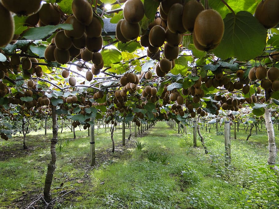 photo of sapodilla orchards, kiwis, kiwi plantation, green kiwi