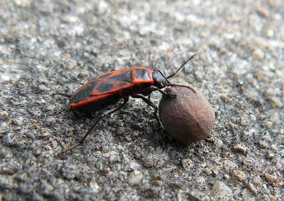 beetle, linden, seed, insect, entomology, fauna, animal themes HD wallpaper