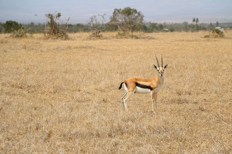 safari, antelope, wildlife, nature, grass, animal, gazelle, HD wallpaper