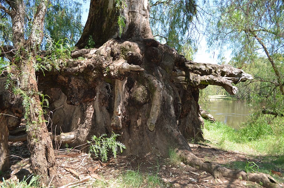 Trees, Roots, Bark, Wood, Nature, Stump, tree trunk, day, no people HD wallpaper