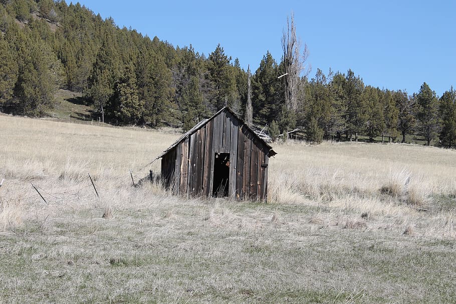 shed, shack, rustic, old, building, wooden, photo, tree, plant HD wallpaper