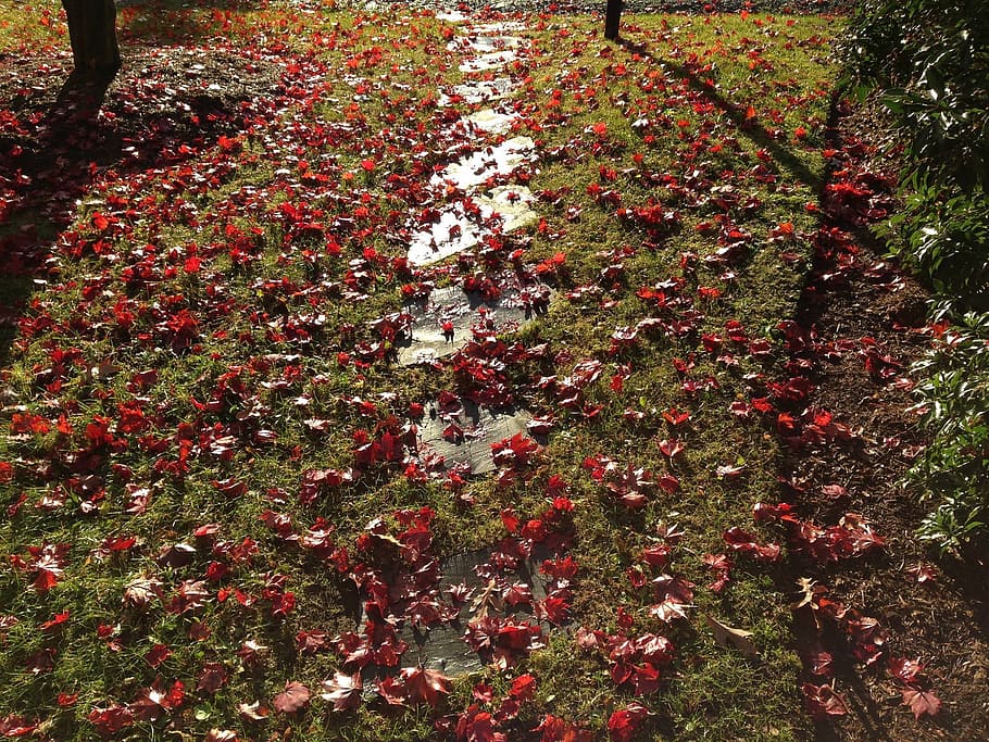 autumn, leaves, light, sunset, fall, nature, leaf, season, autumn leaves HD wallpaper