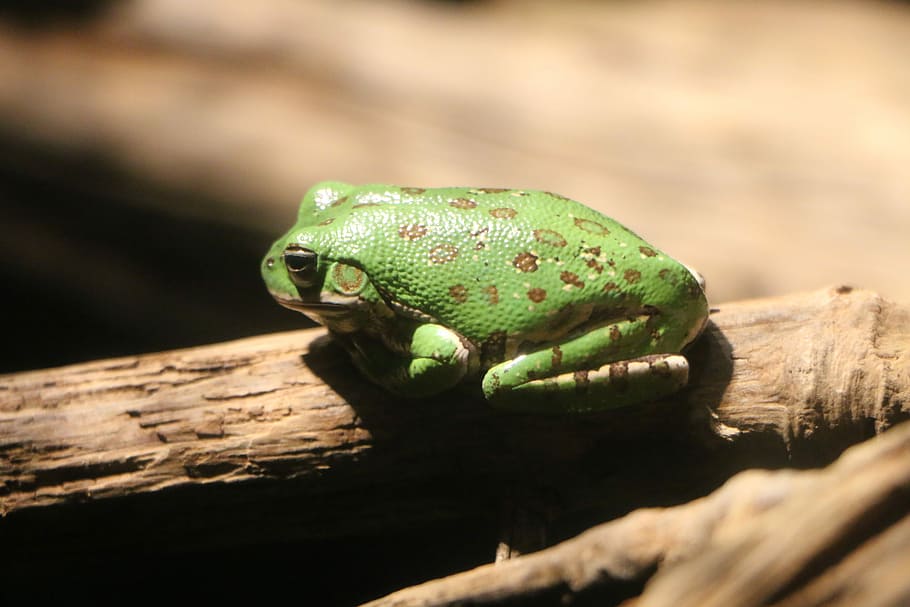 Frog, Nature, Animal, sitting, green, wildlife, outdoor, cute HD wallpaper