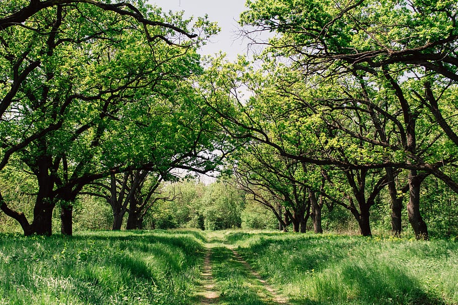 green, grass, trees, plant, nature, field, forest, growth, beauty in nature HD wallpaper