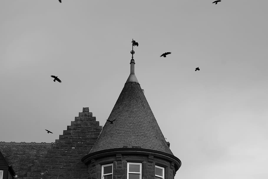 house, crow, tower, black, old, halloween, dark, vintage, bird HD wallpaper