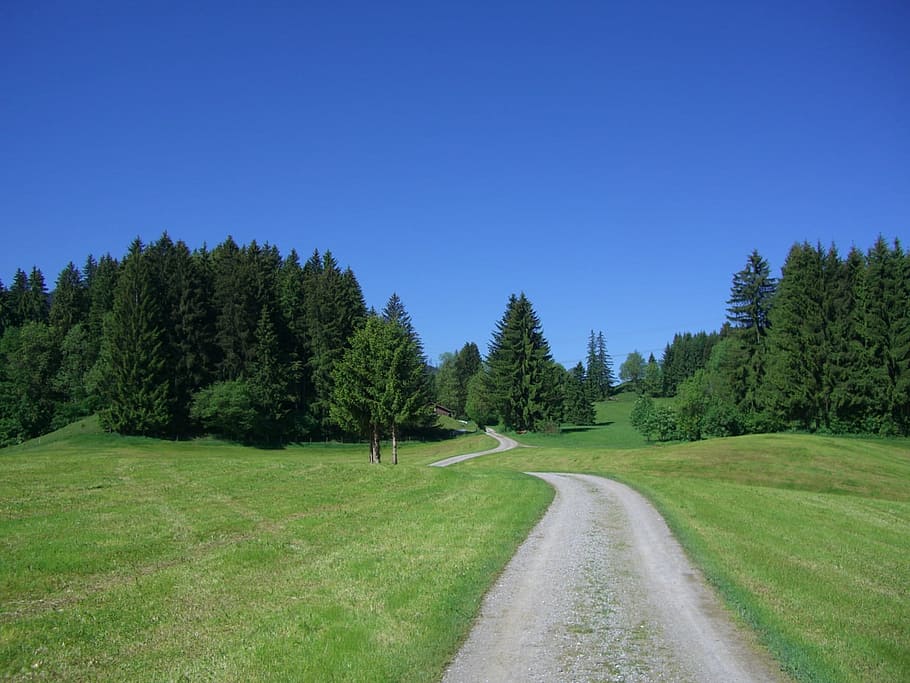 grass field under clear sky, Away, Sky, Blue, Meadow, Firs HD wallpaper