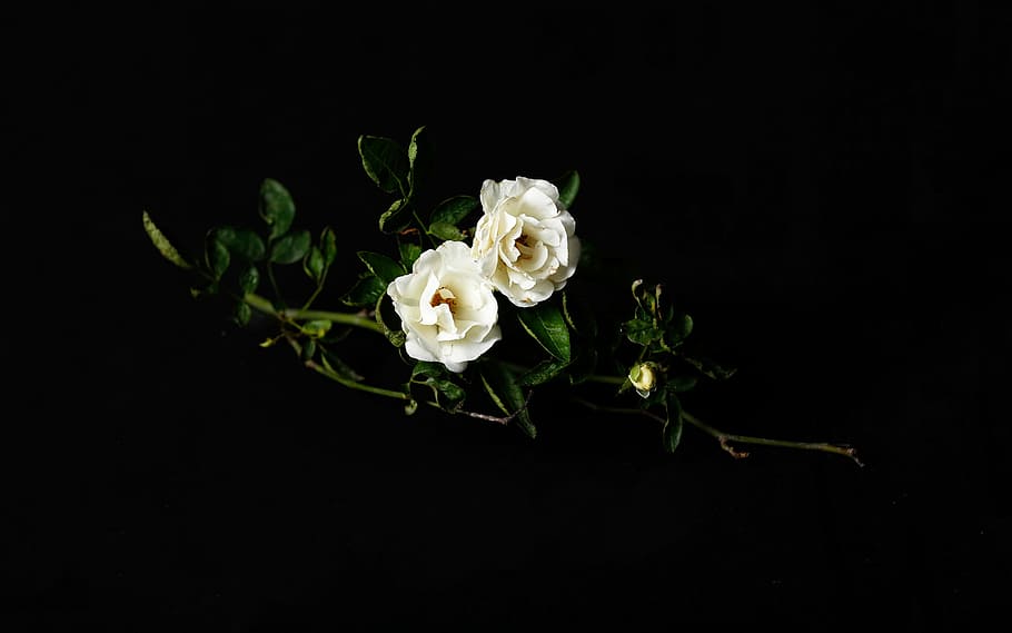 two white roses, two white flowers with green leaves, stem, branch HD wallpaper